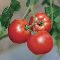 静岡県産トマト