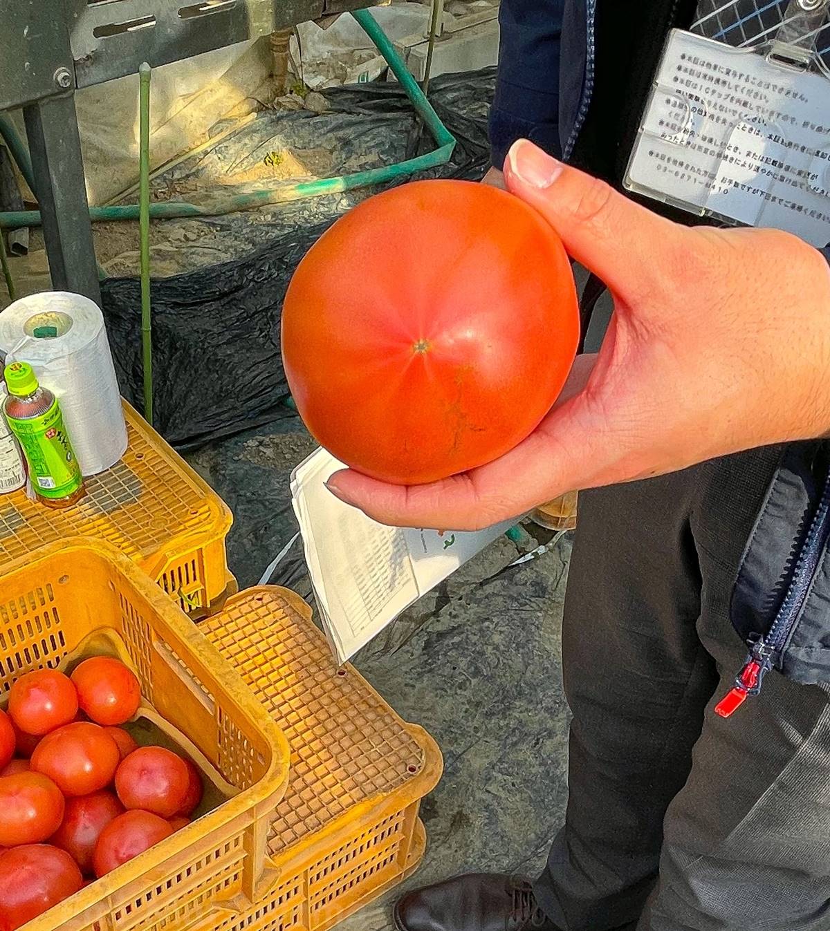 おいしいトマトの簡単な見分け方