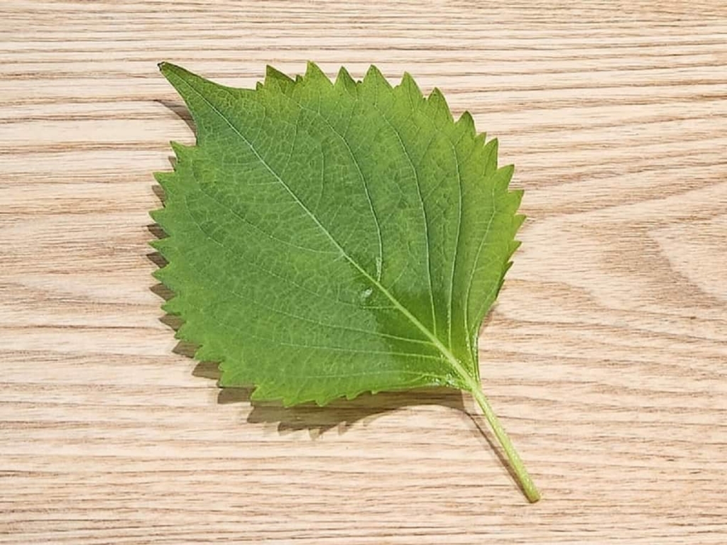 野菜のプロ・青髪のテツが教える！おいしい野菜の選び方・保存方法