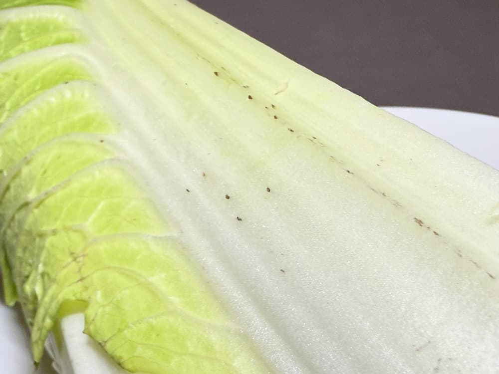 斑点がでた白菜