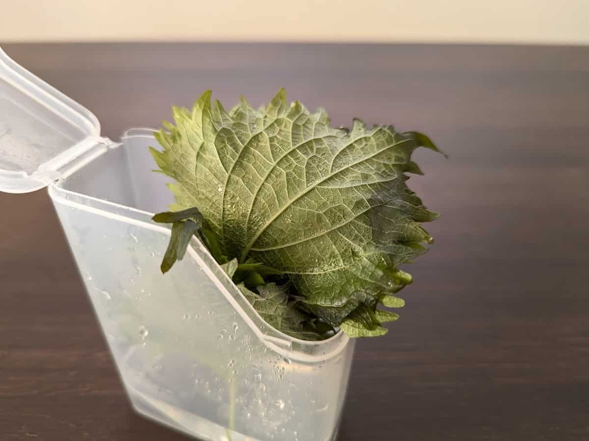 セリア 大葉うるおい長持ち保管ケース 3日目（葉が濡れたところ）