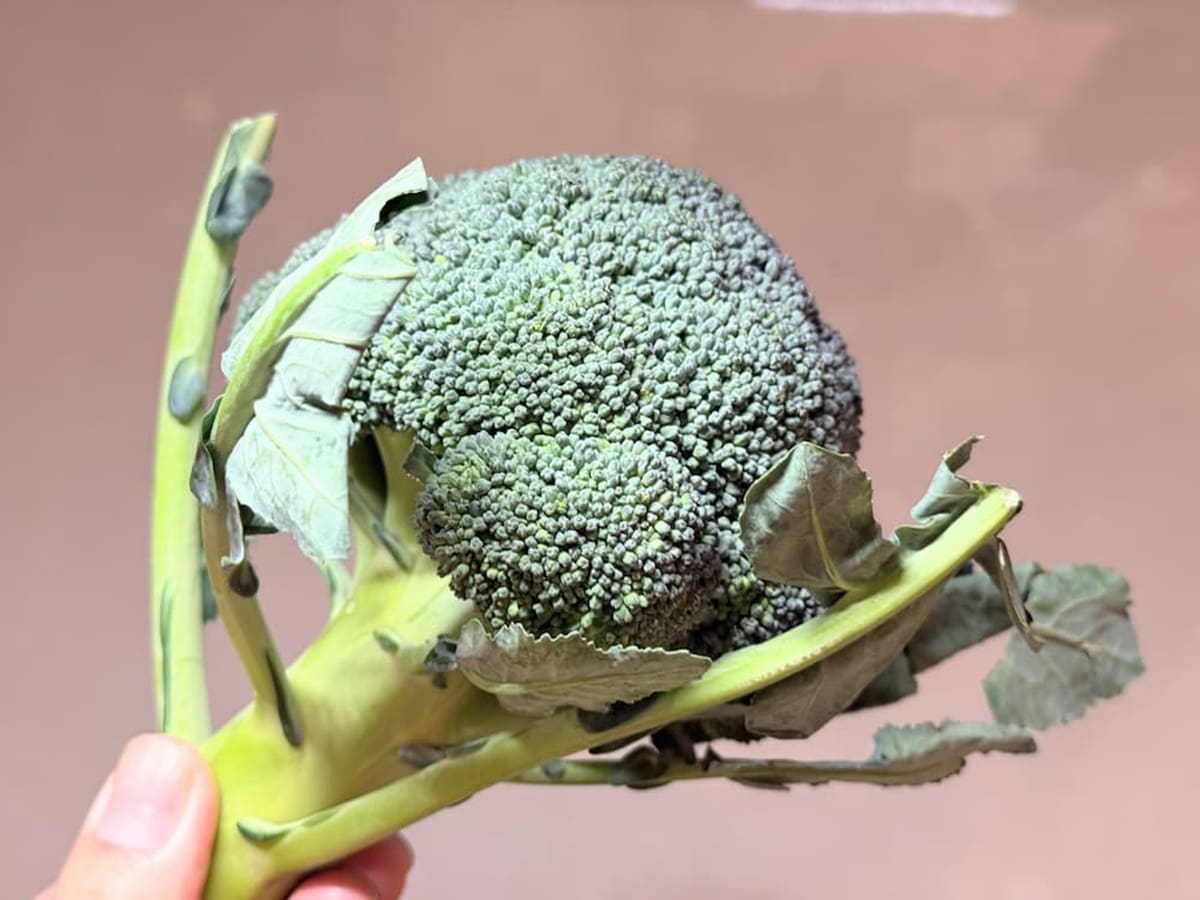 ブロッコリーの選び方 青髪のテツ