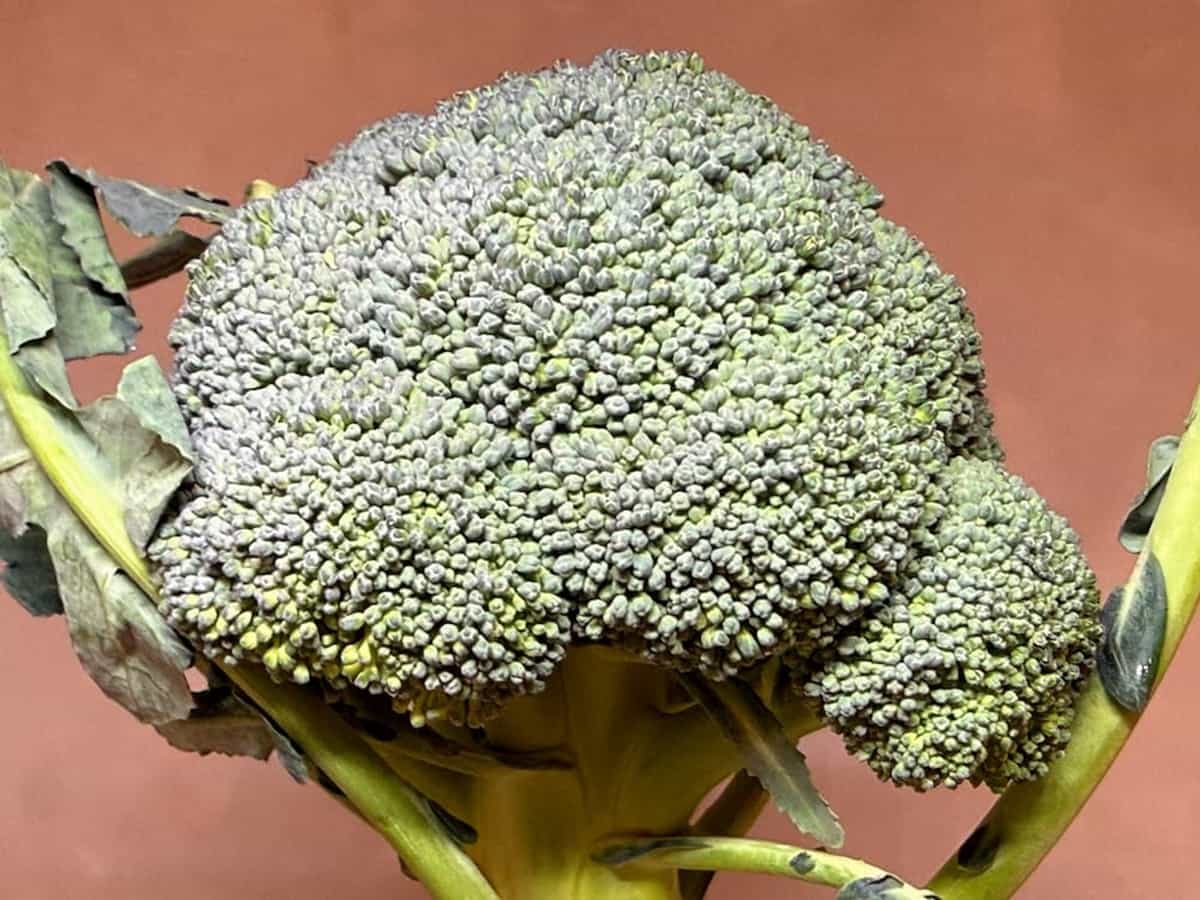 つぼみの状態 青髪のテツ