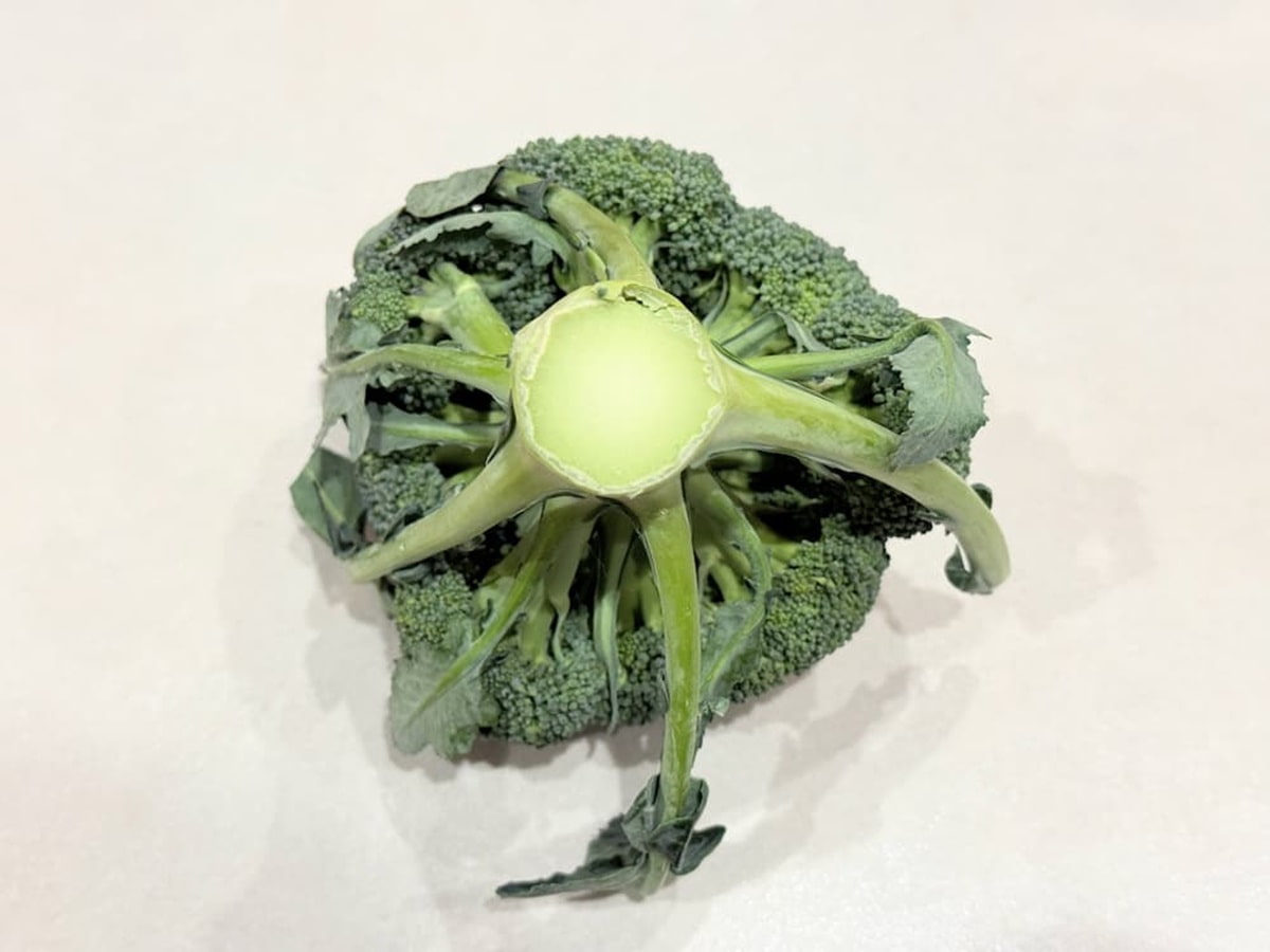 茎の切り口も確認 青髪のテツ