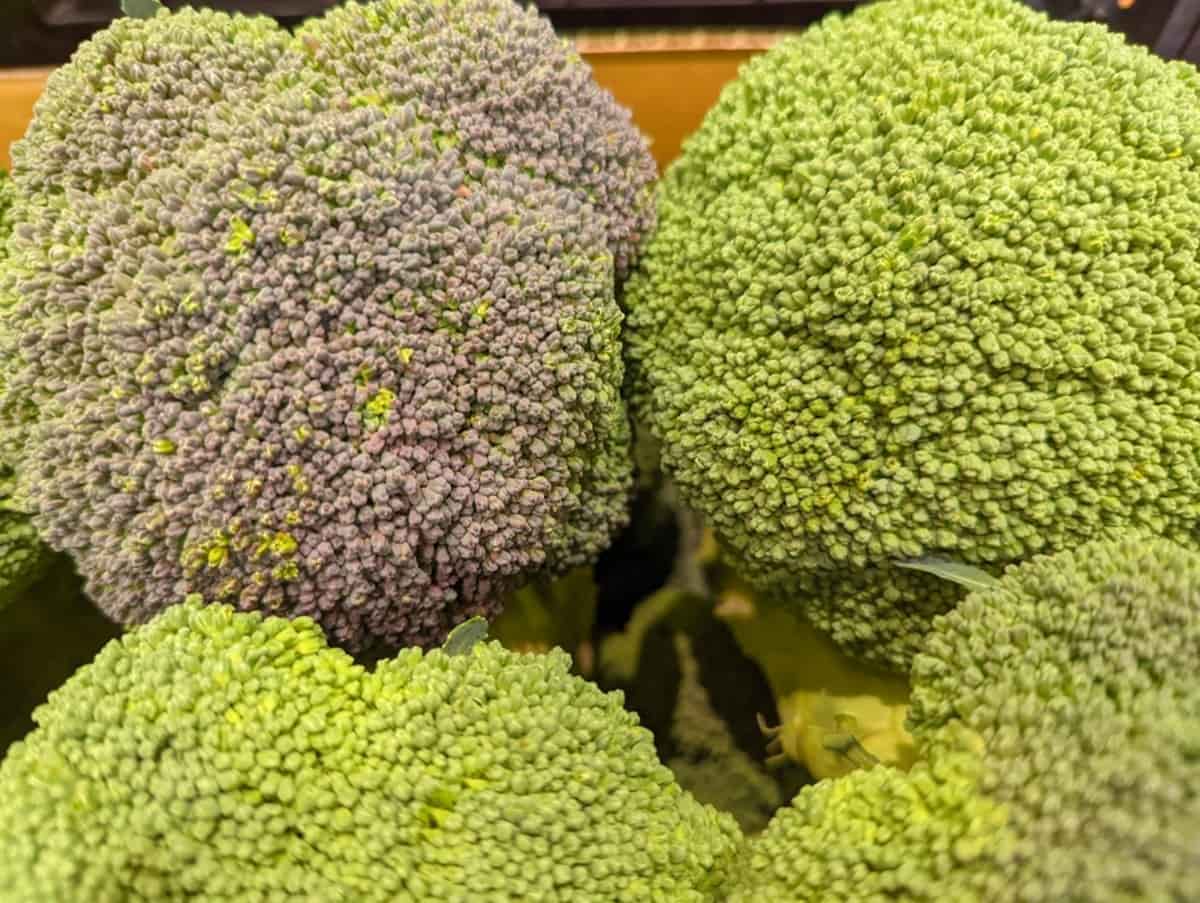 紫色のブロッコリーを避けないで 青髪のテツ