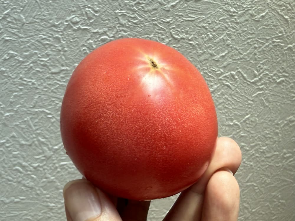 トマトの豆知識