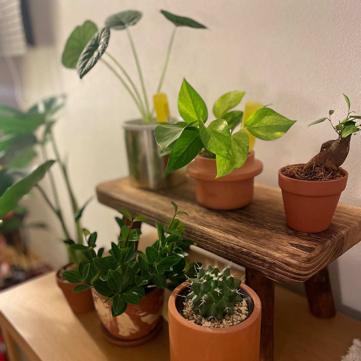 観葉植物3
