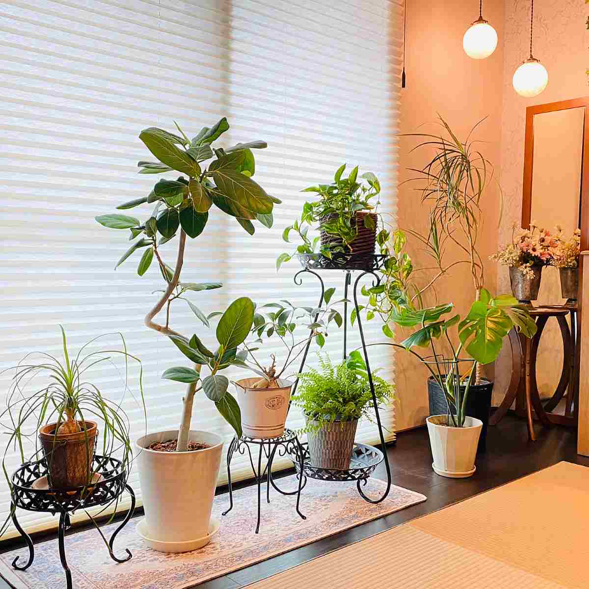 観葉植物4