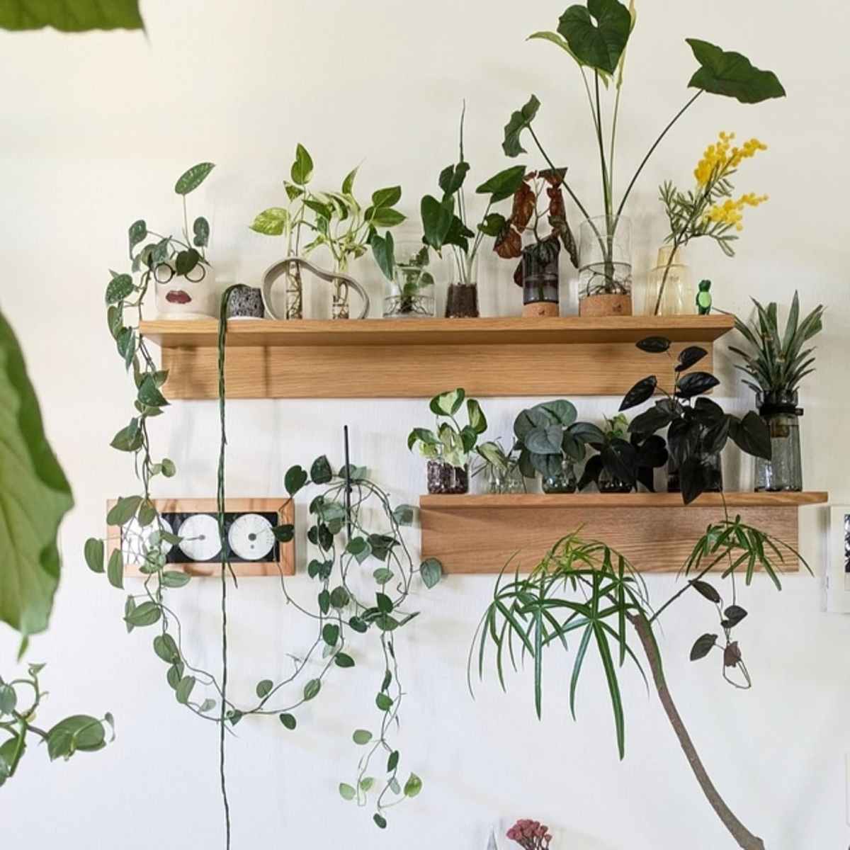 観葉植物5